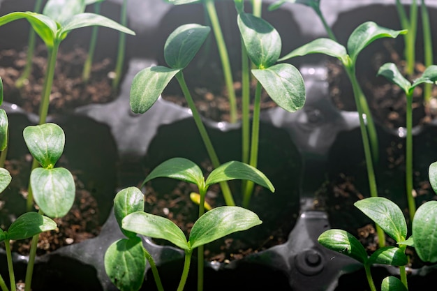 A close up of small plants in black pots with the word seedlings on them.