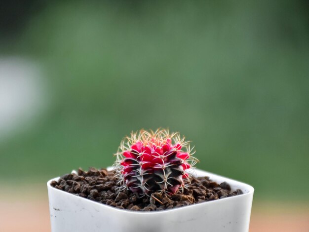 Close-up of small potted plant