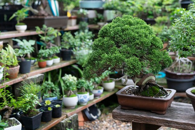 庭の小さな鉢の植物のクローズアップ