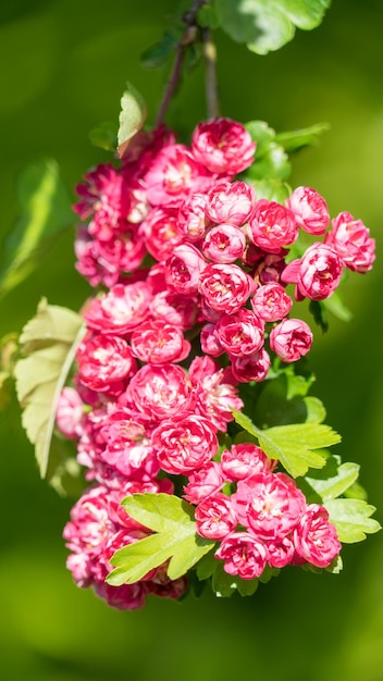 Foto primo piano di piccoli fiori rossi albero in fiore in primavera. soci, russia.