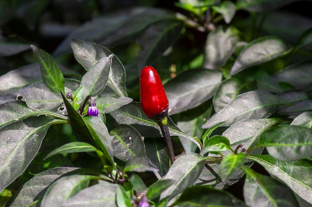 Close up of small red hot chili peppers Capsicum frutescens