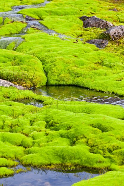 Close up on small river stream with green moss