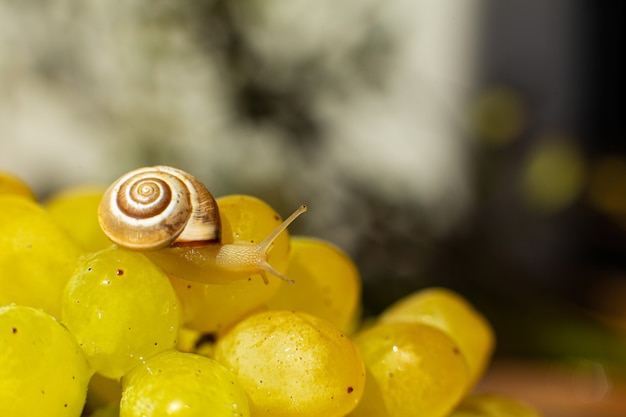 Photo close-up of a small snail crawling over grapes quiche mish