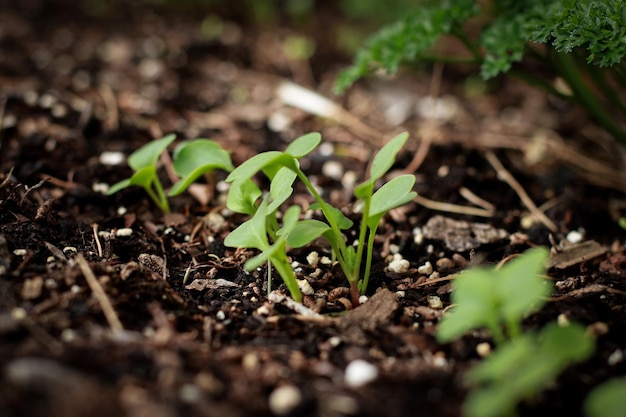 close up of small sprouts in soil growing in the garden, spring time agriculture, blurred background