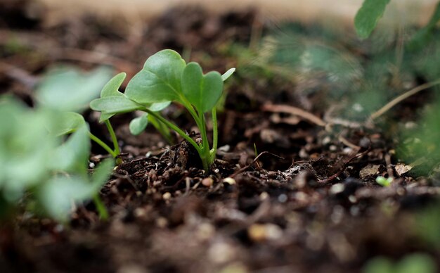 close up of small sprouts in soil growing in the garden, spring time agriculture, blurred background