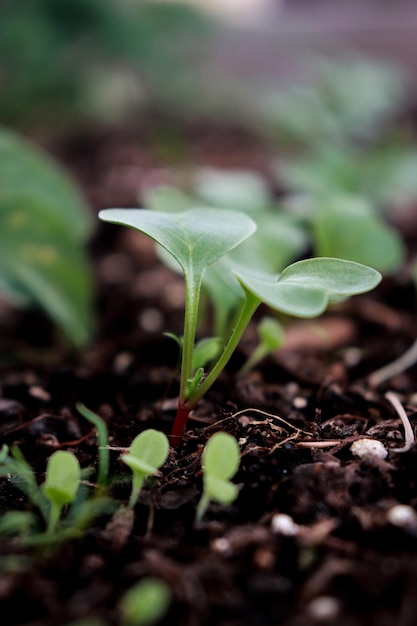 close up of small sprouts in soil growing in the garden, spring time agriculture, blurred background