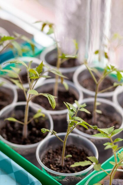 A close up of a small tomato plant in a container