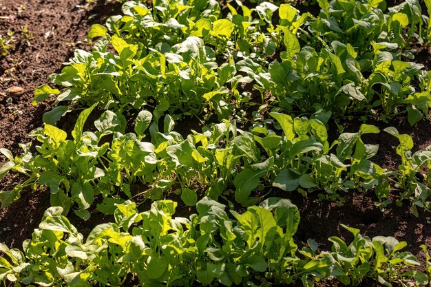 close up small vegetable plant in a vegetable garden