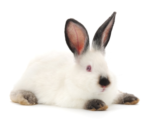 Close up small white bunny