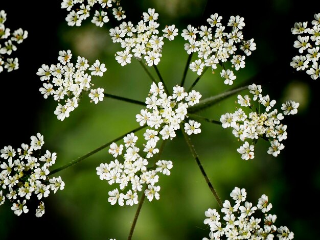 Photo close up small white flowers