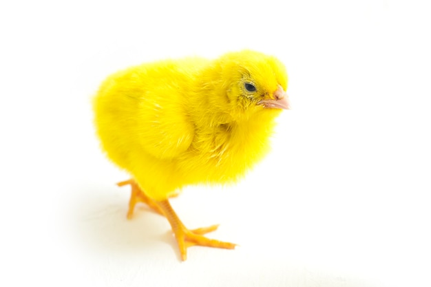 Foto primo piano di piccolo pollo giallo