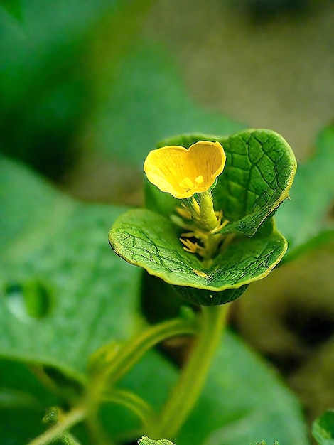 A close up of a small yellow flower on a green leafy plant with green leaves in the background