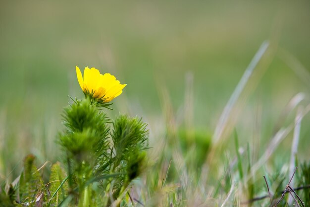 Close up of small yellow wild flower blooming in green spring field.