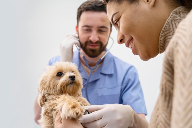 Chiuda sul cane di controllo del medico di smiley