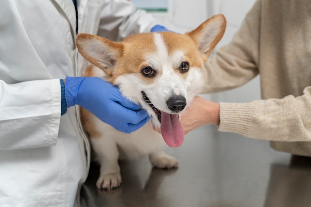 Photo close up smiley dog at vet checkup