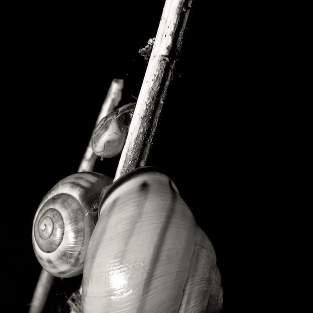 Photo close-up of snail against black background