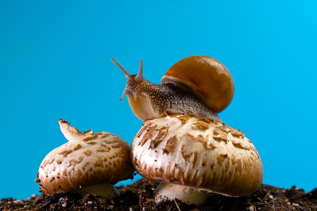 Close-up of snail against blue sky