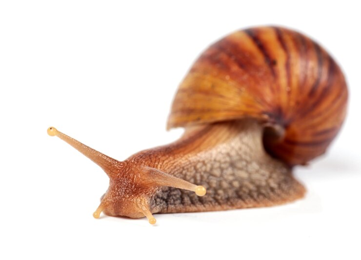 Photo close-up of snail against white background