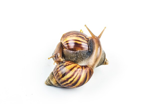 Photo close-up of snail against white background