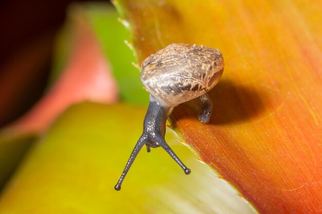 Foto prossimo piano di una lumaca su un cactus