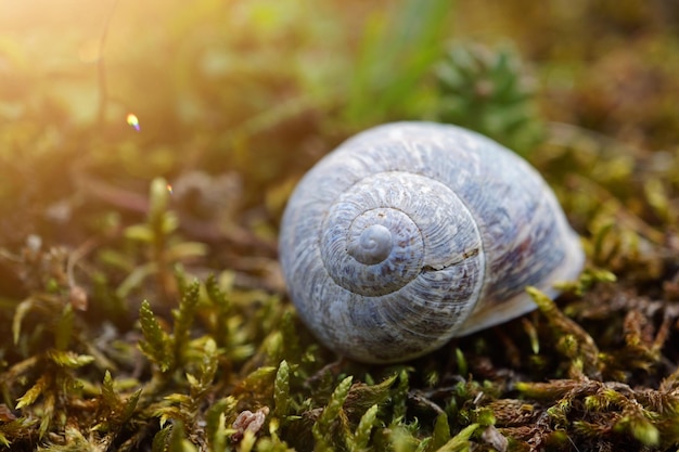 Close-up of snail on field