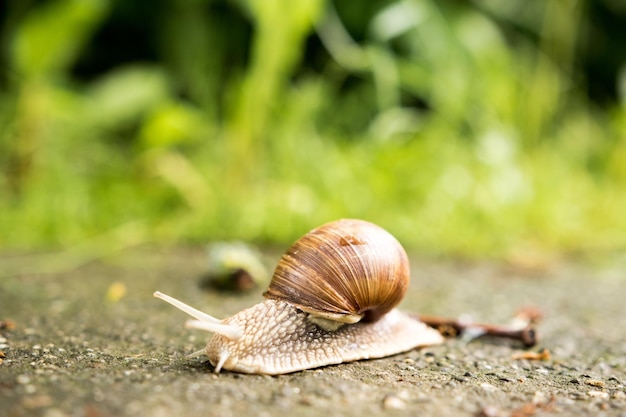 Close-up of snail on field