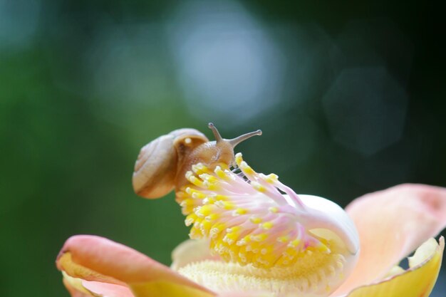 Photo close-up of snail on flower