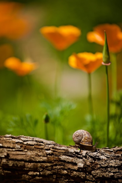 Foto prossimo piano di una lumaca in fiore