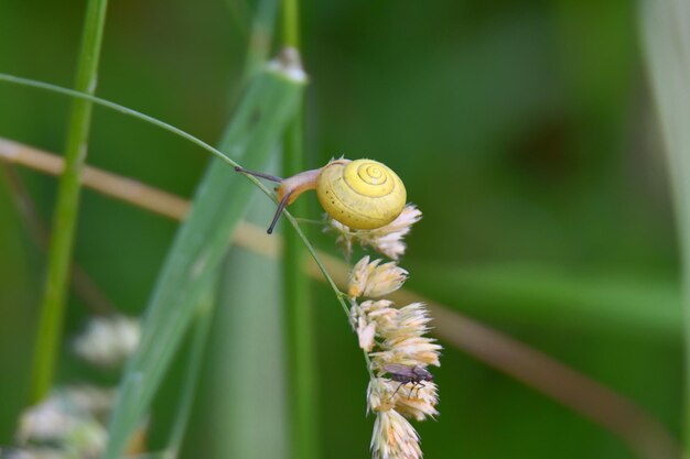 Photo close-up of snail on flower