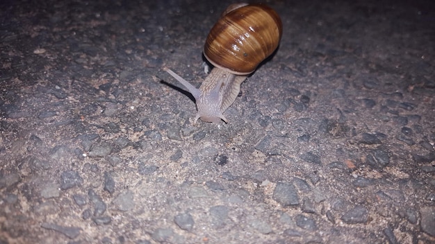 Foto prossimo piano di una lumaca sul sentiero