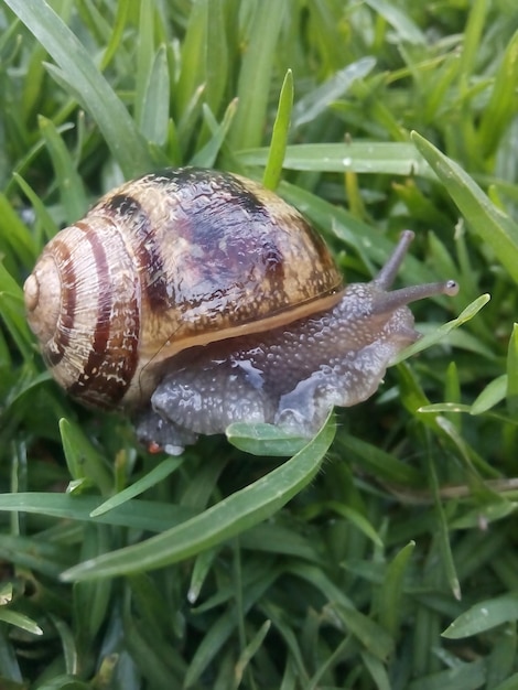 Close-up of snail on grass