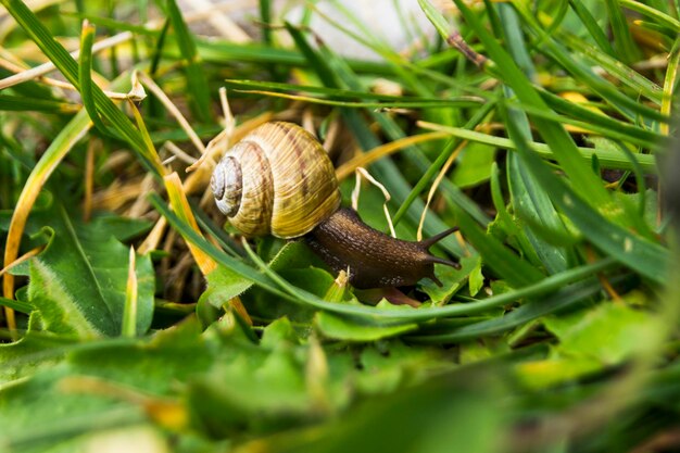 Close-up of snail on grass