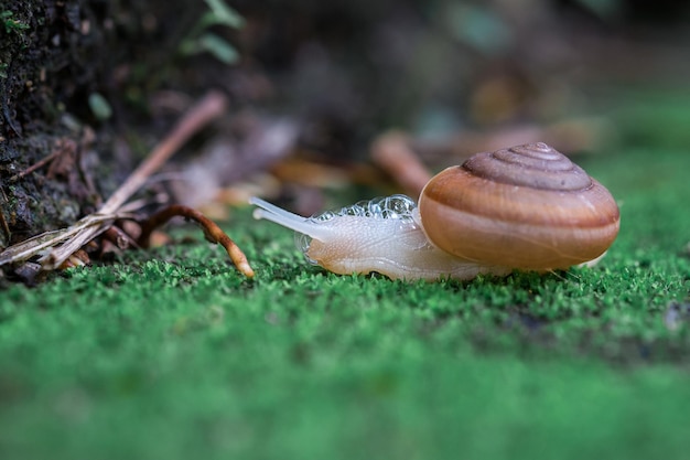 Foto prossimo piano di una lumaca sull'erba