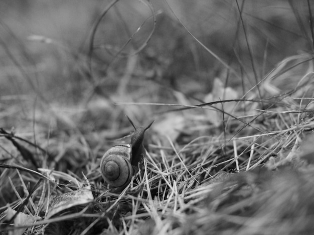 Photo close-up of snail on grass