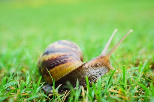 Close-up of snail on grass