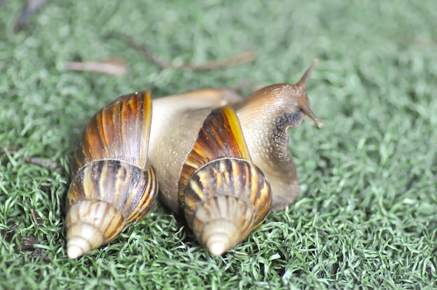 Photo close-up of snail on grass