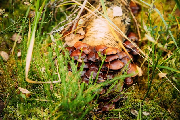 Photo close-up of snail on grassy field