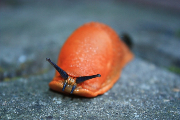close-up of snail on ground