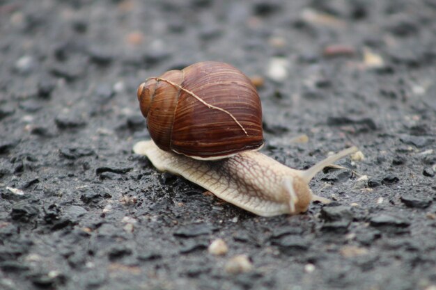 Close-up of snail on ground