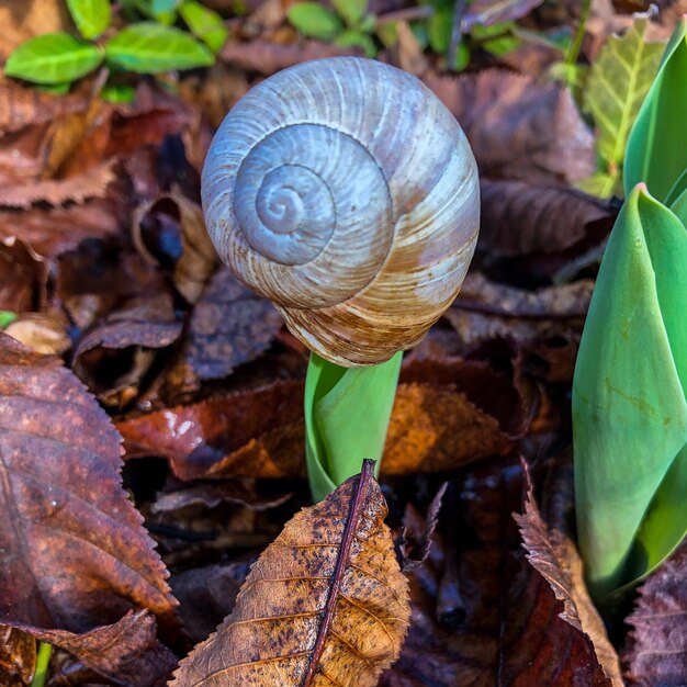 Foto prossimo piano di una lumaca a terra