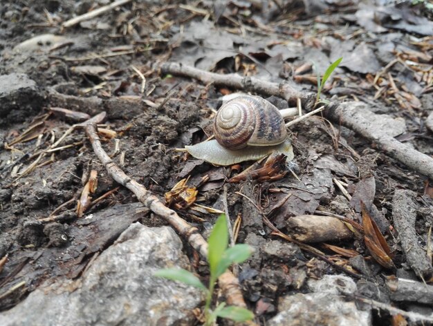 Close-up of snail on ground