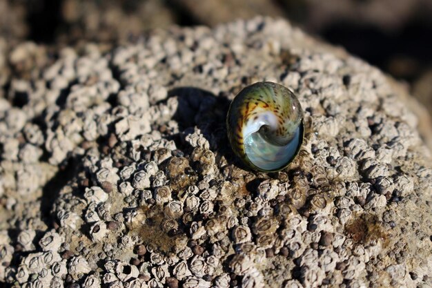 Photo close-up of snail on ground