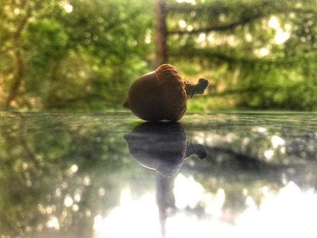 Photo close-up of snail on lake