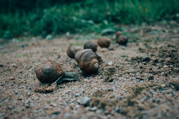 Photo close-up of snail on land