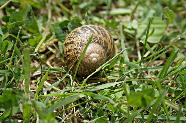 Photo close-up of snail on land