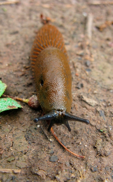 陸上のカタツムリのクローズアップ