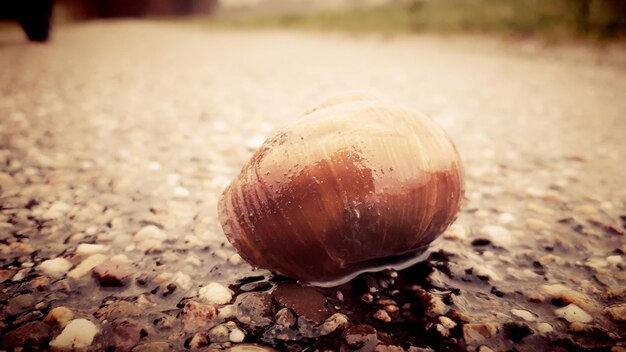 Close-up of snail on land