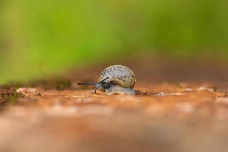 फोटो close-up of snail on land