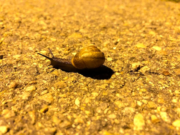 Close-up of snail on land