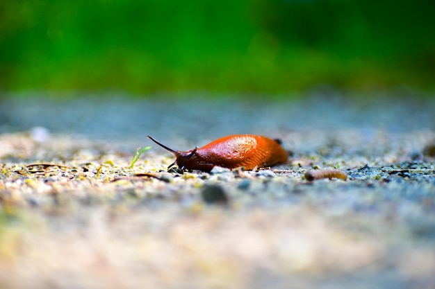 陸上のカタツムリのクローズアップ